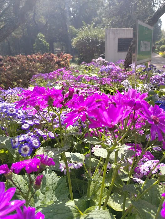 Bougainvillea Garden - 4
