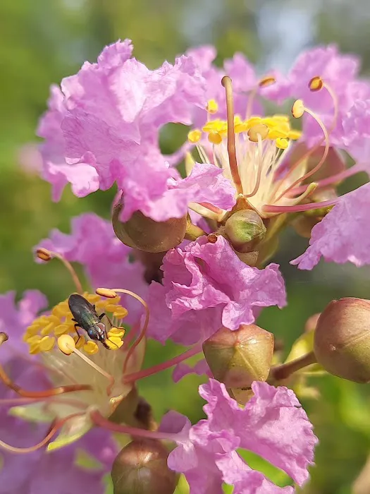 Bougainvillea Garden - 8