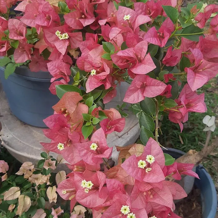 Bougainvillea Garden - 6