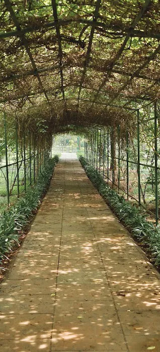 Bougainvillea Garden - 9