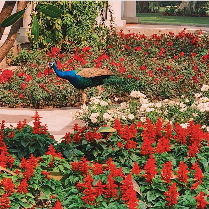 Kamal Park - 7