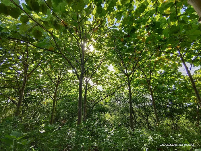 Aravalli Biodiversity Park - 1