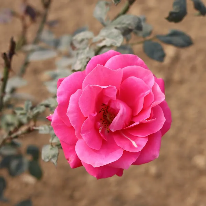 Aravalli Biodiversity Park - 5