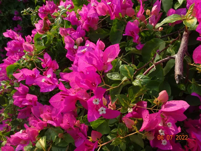 Aravalli Biodiversity Park - 6