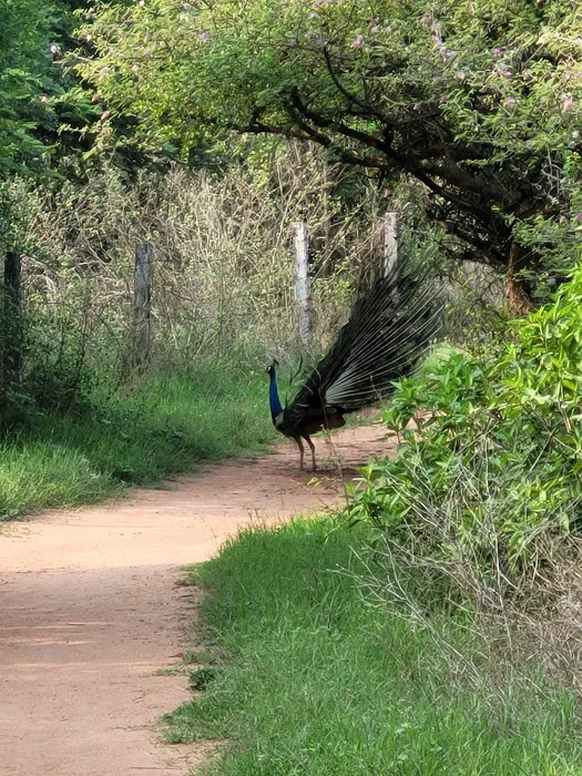 Aravalli Biodiversity Park - 4