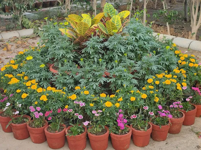 Cpwd race course nursery .lok kalyan Marge ,New Delhi - 4
