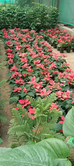 Cpwd race course nursery .lok kalyan Marge ,New Delhi - 3