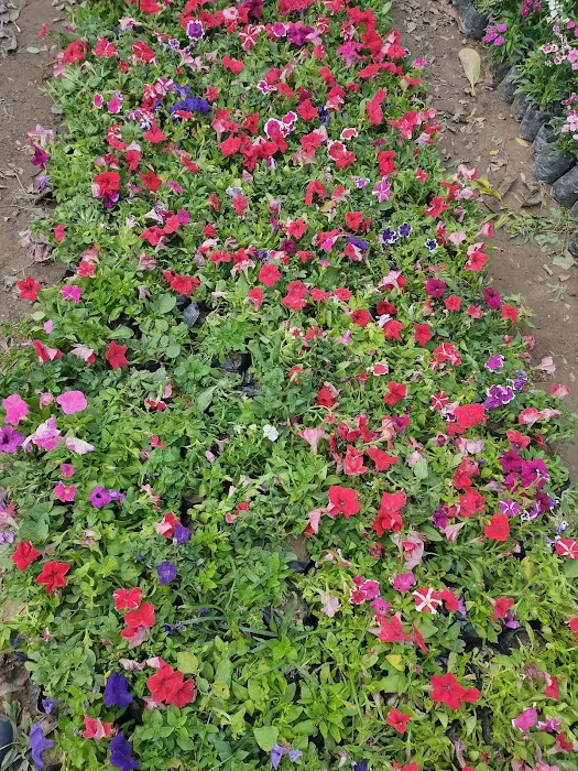 Cpwd race course nursery .lok kalyan Marge ,New Delhi - 9