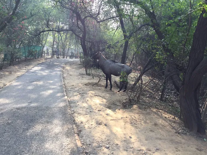 Jahanpanah City Forest - 0