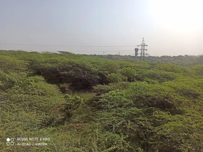 Jahanpanah City Forest - 3