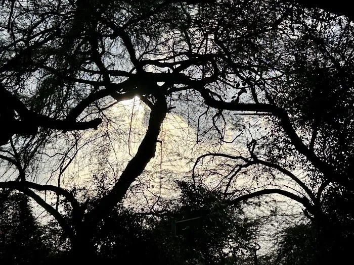 Jahanpanah City Forest - 6