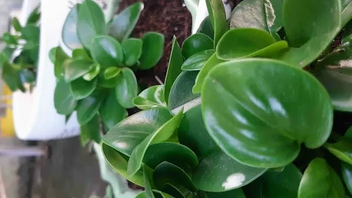 Urbanhorti - 2