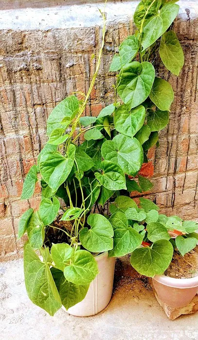 Urbanhorti - 5