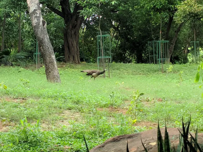 Bhooli Bhatyari Regional Park - 1