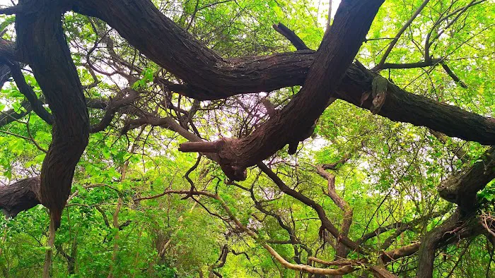 Bhooli Bhatyari Regional Park - 9