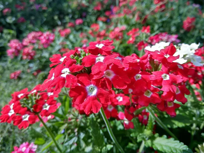 Sarvodaya Enclave Park - 5