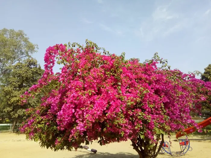 Nehru Park - 0