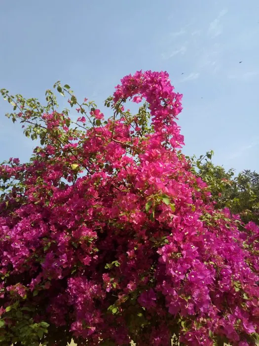 Nehru Park - 7