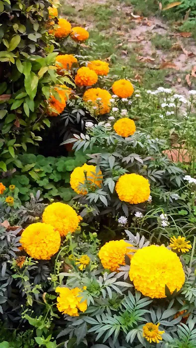 Malviya Nagar E- Block Park (iQBAL) - 0