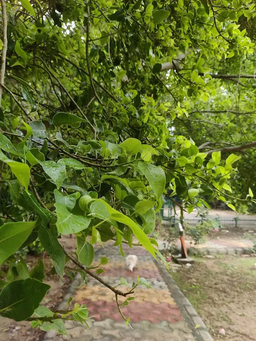 Safdarjung Enclave, Block B2 Park - 7
