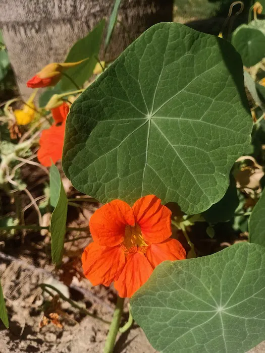 Greater Kailash R Block District Park - 2