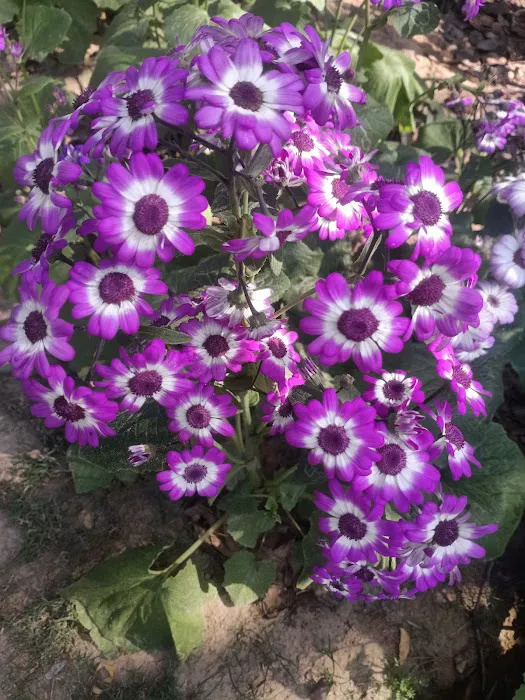 Greater Kailash R Block District Park - 8