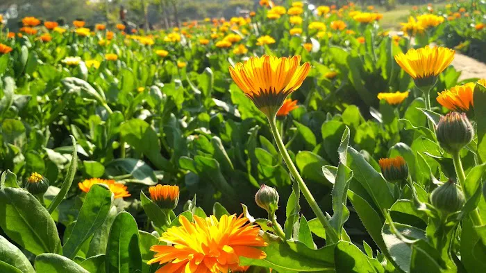 Begumpur Park - 4