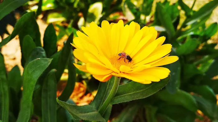 Begumpur Park - 8