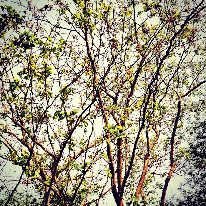 Sanjay Van - 7
