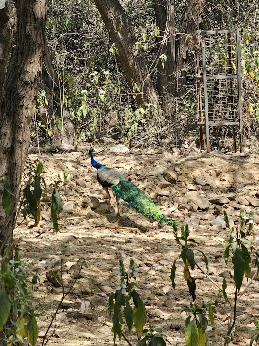 Sanjay Van - 4
