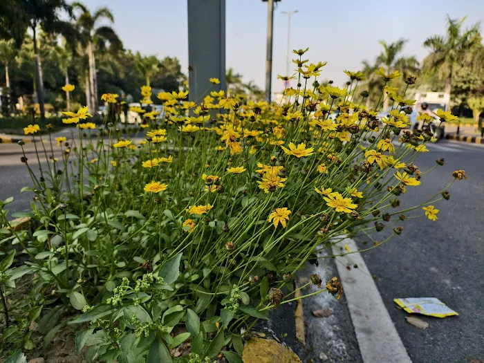 Shanti Path Field - 9