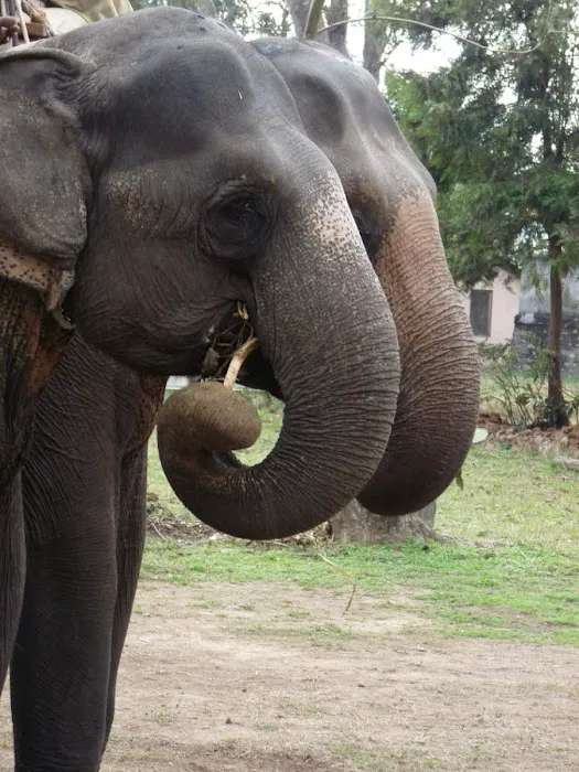 Wildlife Safari India - 2