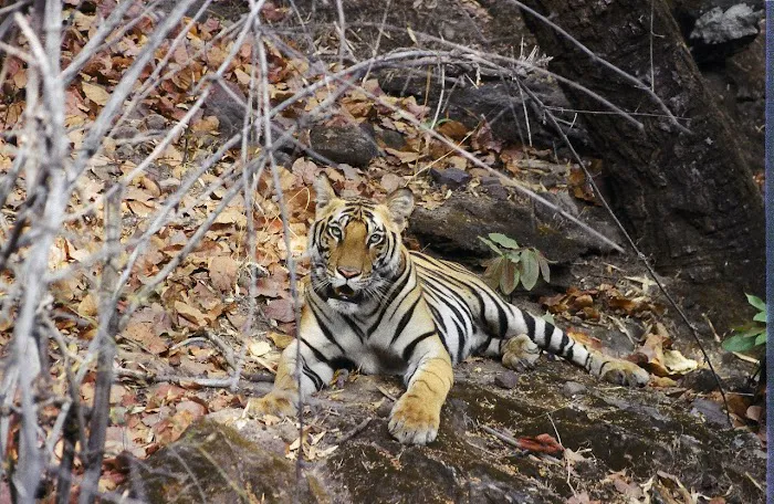 Wildlife Safari India - 0