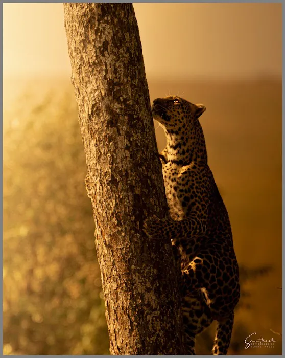 Wildlife Safari India - 4