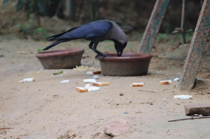 Wildlife Safari India - 6