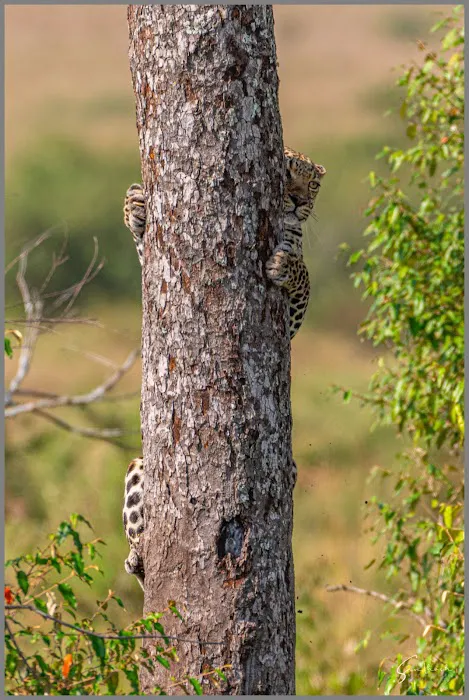 Wildlife Safari India - 8