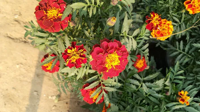 DDA Park Mehrauli - 7