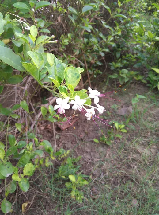 DDA Park Mehrauli - 8