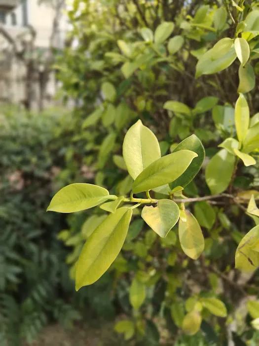 Khadda Park - 0
