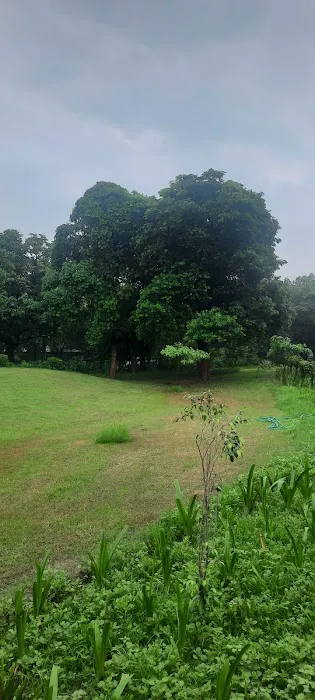 Rock Garden - 2