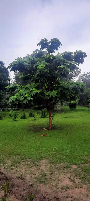 Rock Garden - 4