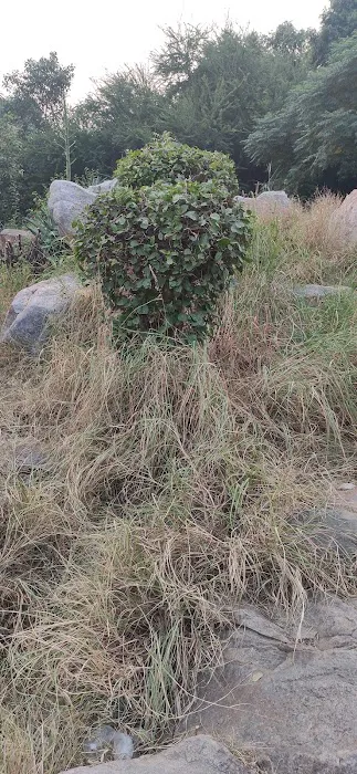 Rock Garden - 7