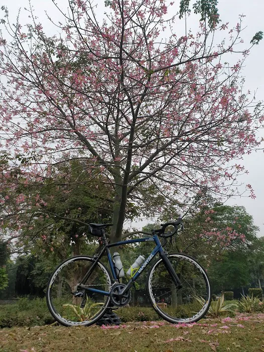 ACN Tree - 3