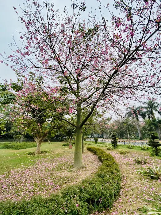 ACN Tree - 4
