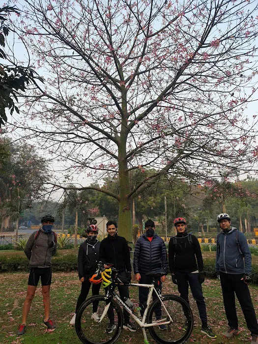 ACN Tree - 5