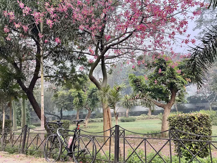 ACN Tree - 6