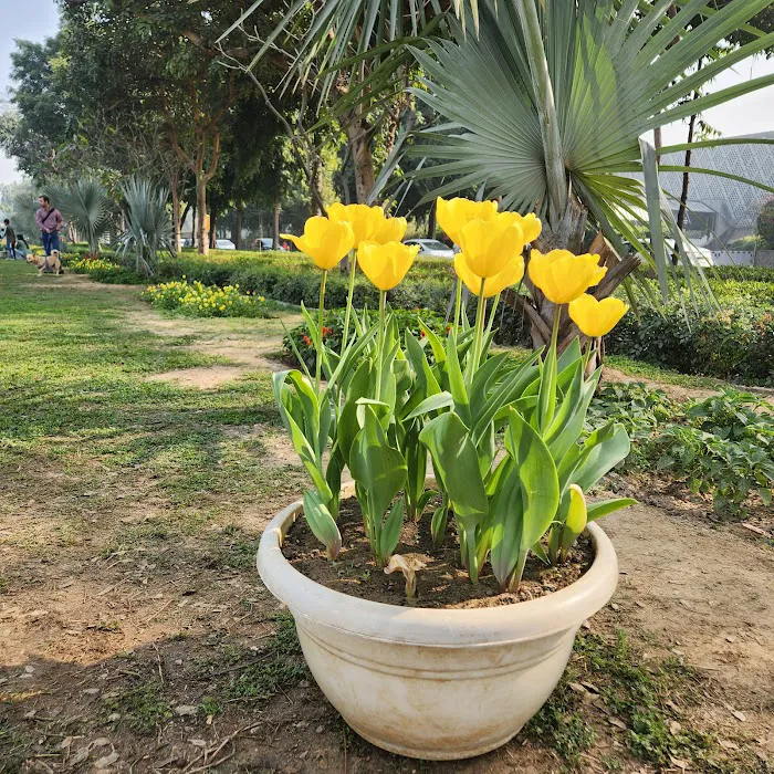 Tulip garden - 1