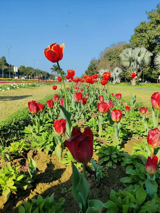 Tulip garden - 0