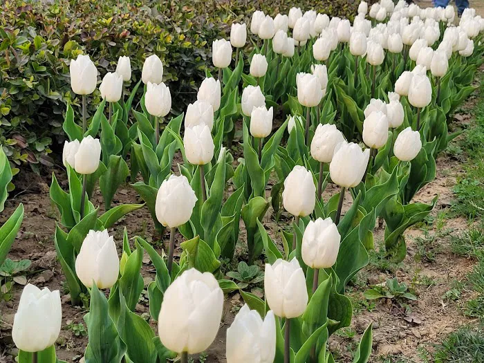 Tulip garden - 3