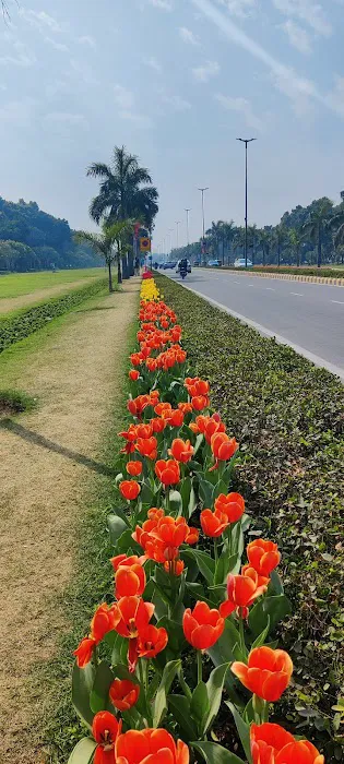 Tulip garden - 2